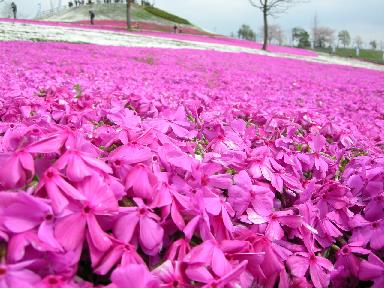 おおた芝桜まつり ぐんまを愉しむための情報発見サイト ちょびぃ イベント情報